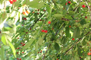 Cherry tree №27154