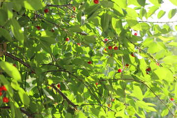 Cherry tree №27160