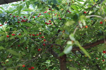 Cherry tree №27178