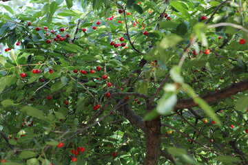 Cherry tree №27179