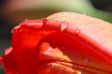 Rugiada su tulipano rosso №27117