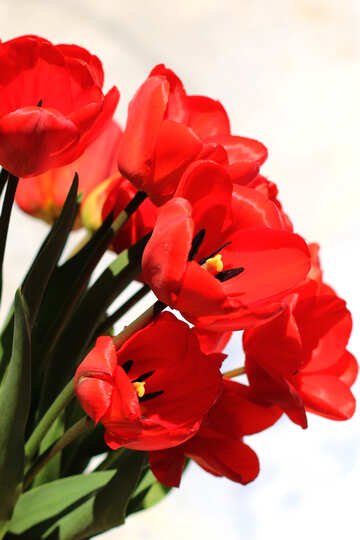 赤いチューリップの花束 №27446