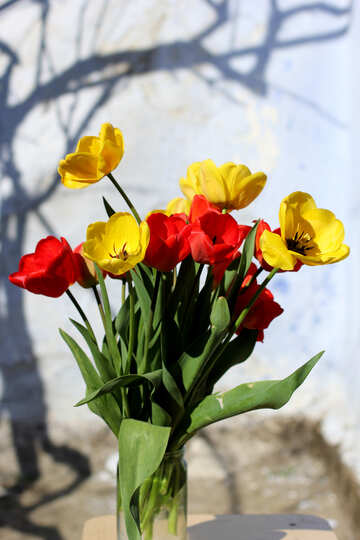 Delicate tulips №27436