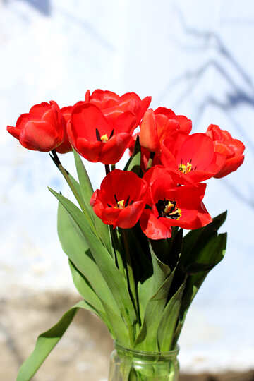 Red tulips №27453