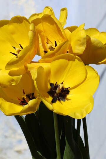 Yellow tulips №27461