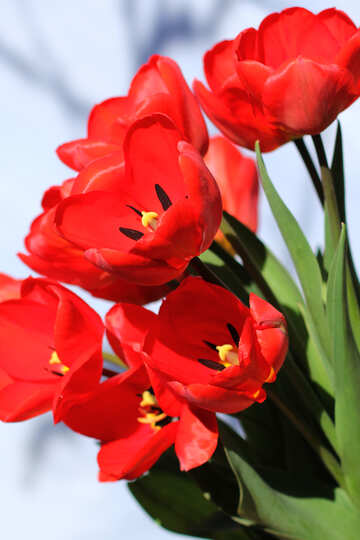Sfondo di tulipani rossi cartoline №27447