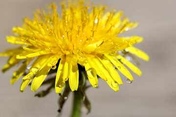 Yellow flower №27097