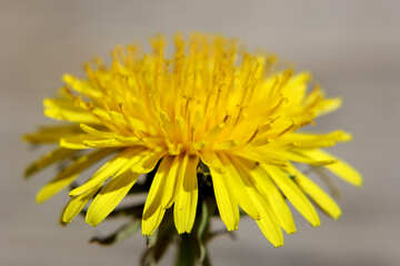 Yellow flower №27103