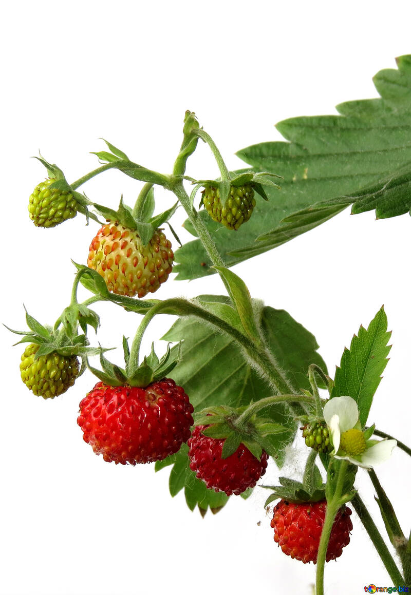 Reife Erdbeeren auf weißem Hintergrund №27552