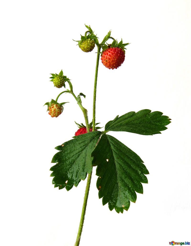 Erdbeeren auf weißem Hintergrund №27528