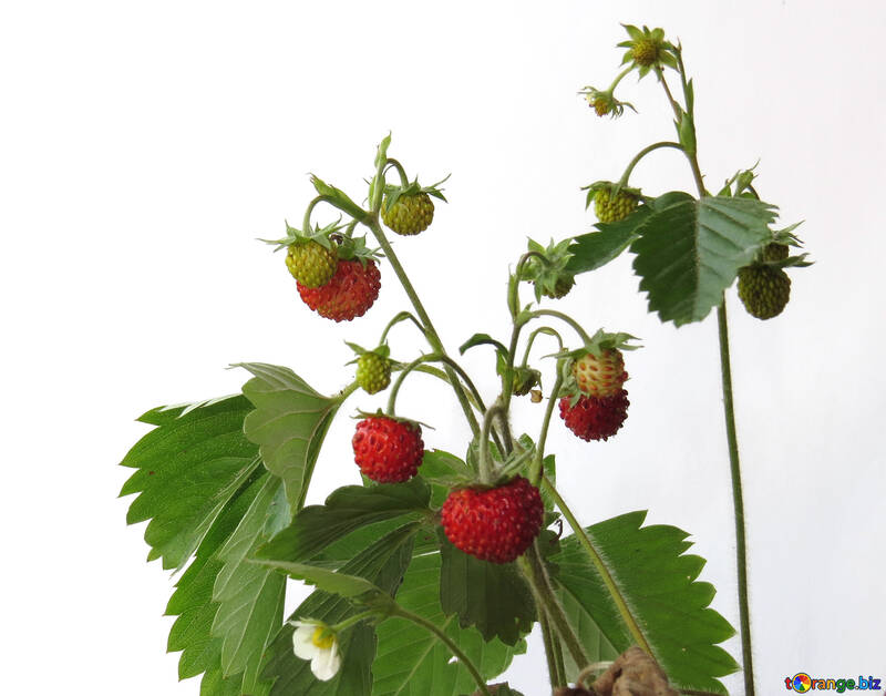 Erdbeeren auf weißem Hintergrund №27532