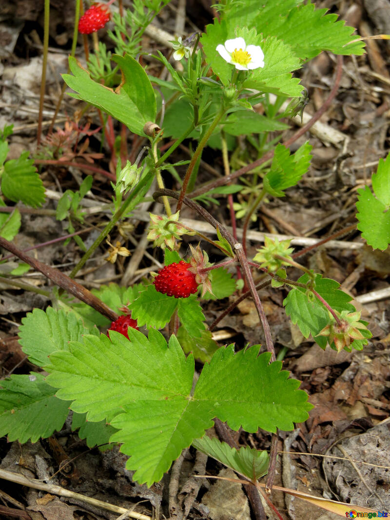 Growing strawberries №27609