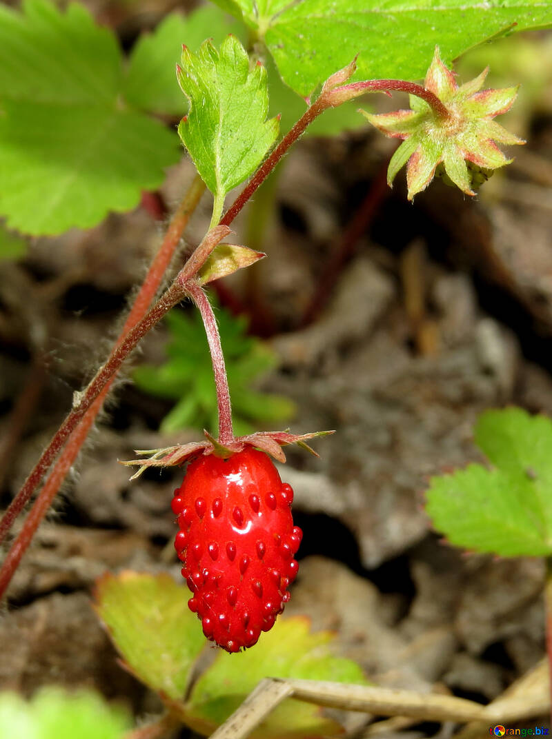 Bright strawberry №27628