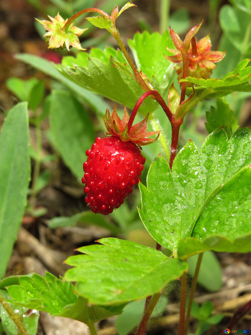 Strawberry №27621