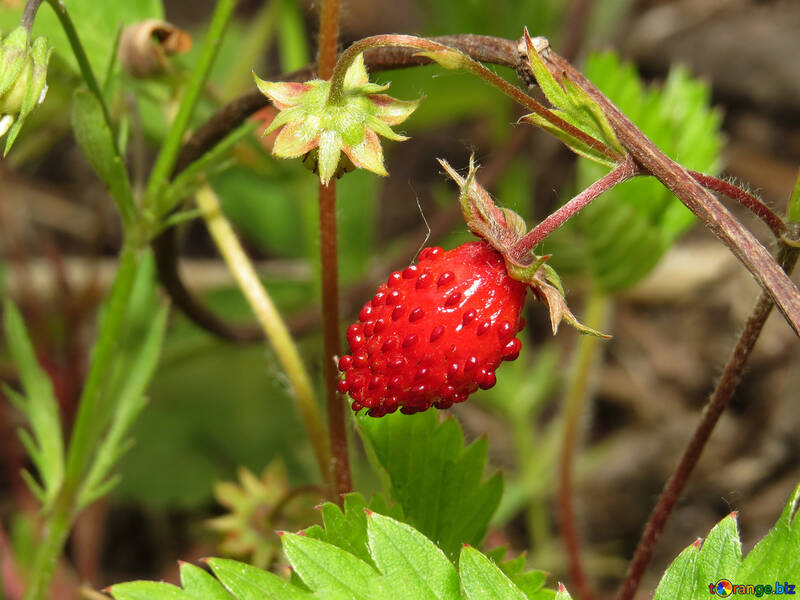 Strawberry №27633