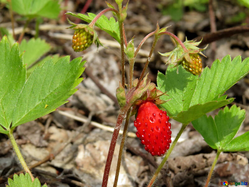 Wild strawberry №27644