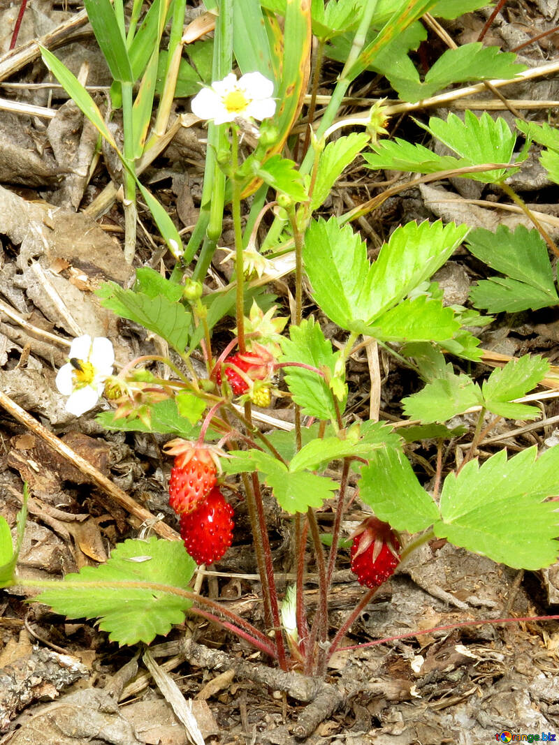 Als wachsende Erdbeeren №27590