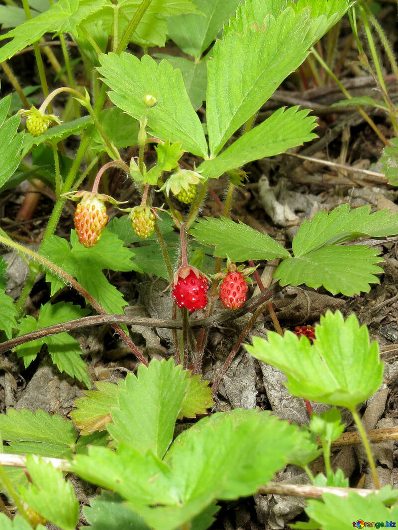 Frühen Erdbeeren №27608