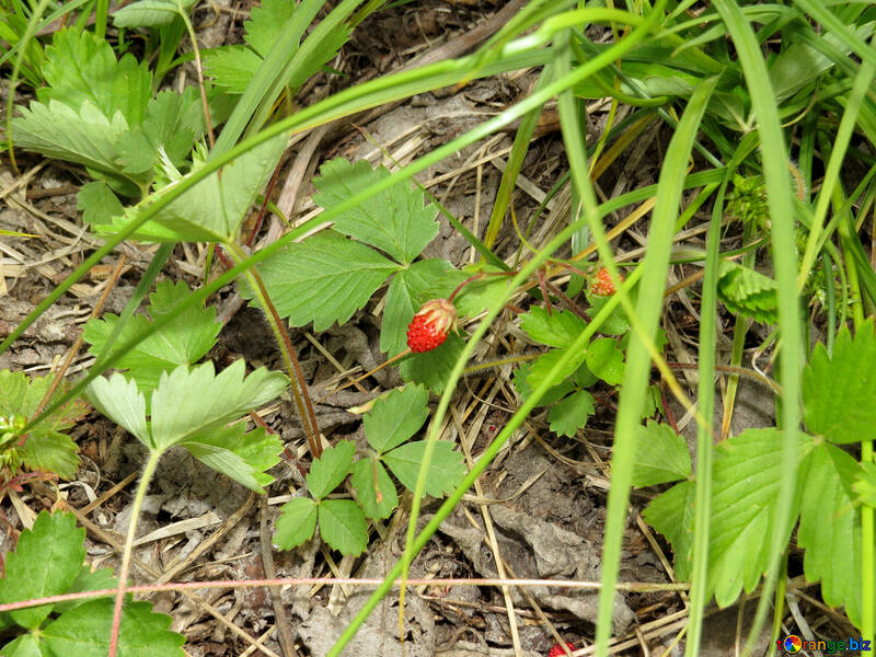 Strawberries in the grass №27614