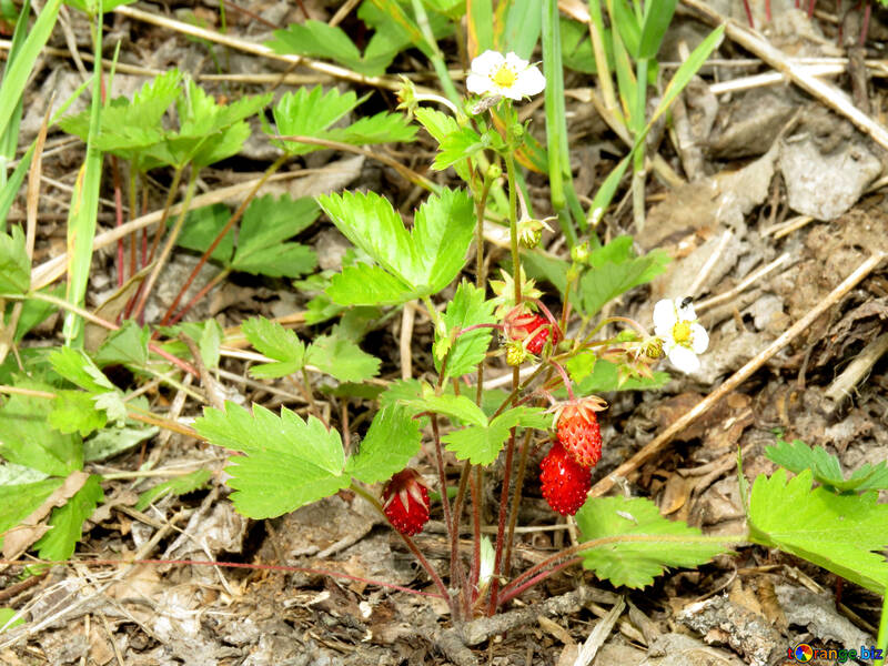 Strawberries on the ground №27592