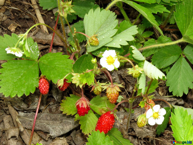 Erdbeeren im Wald №27589