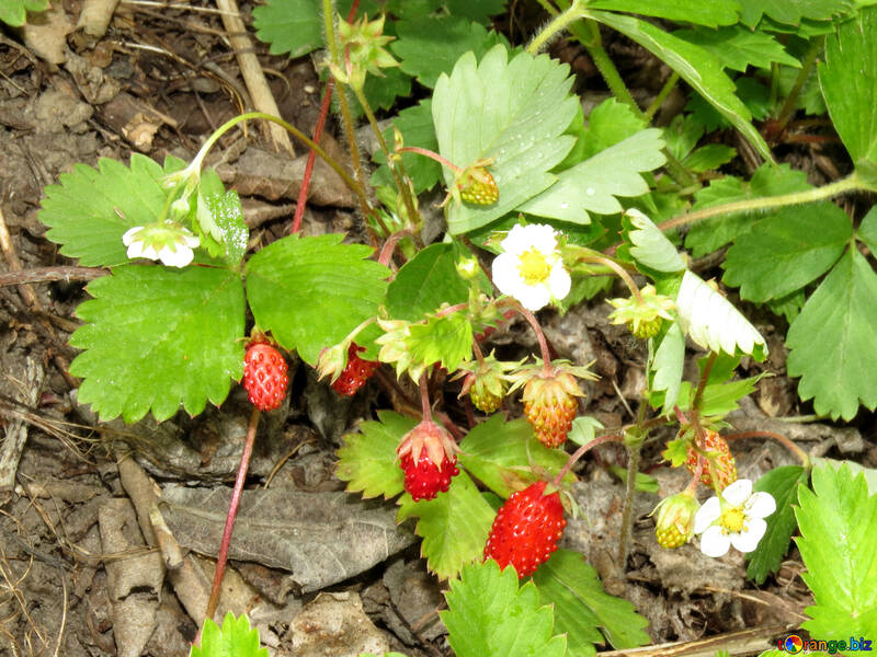 Varietal strawberries №27585