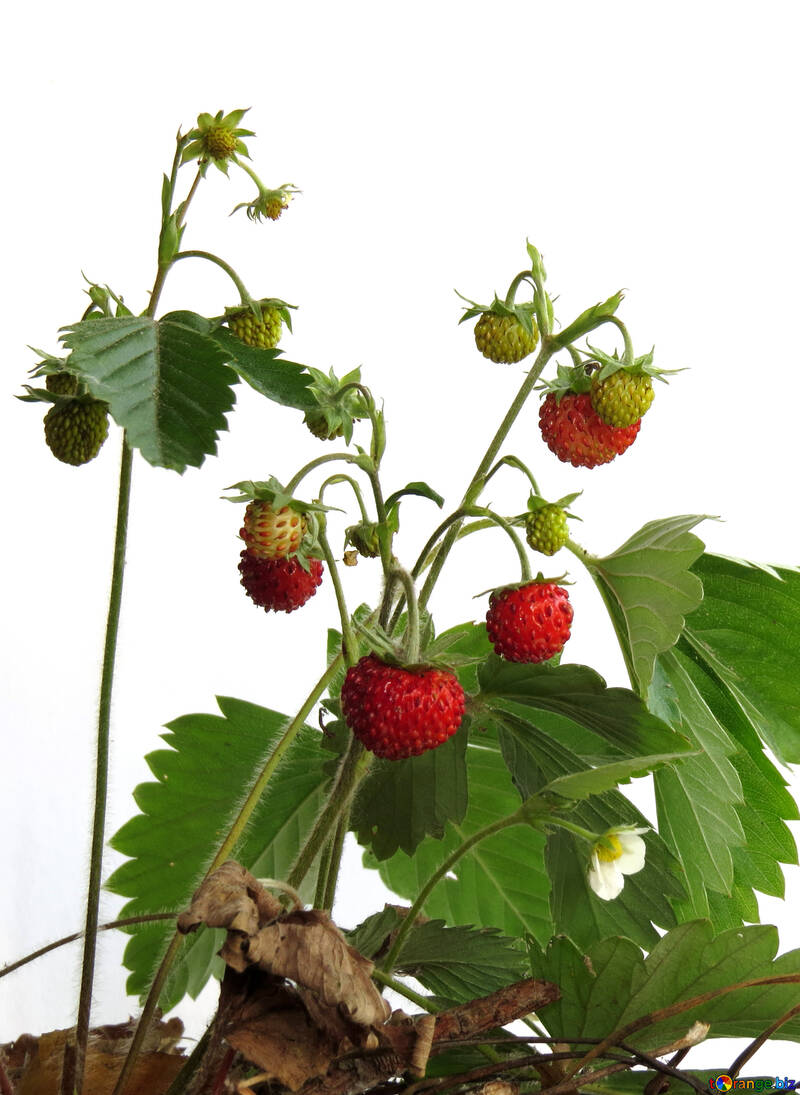 Wild strawberries №27533