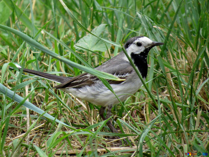 Wagtail in the grass №27397