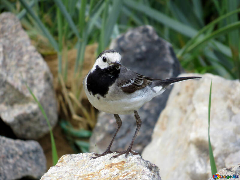 White Wagtail №27402