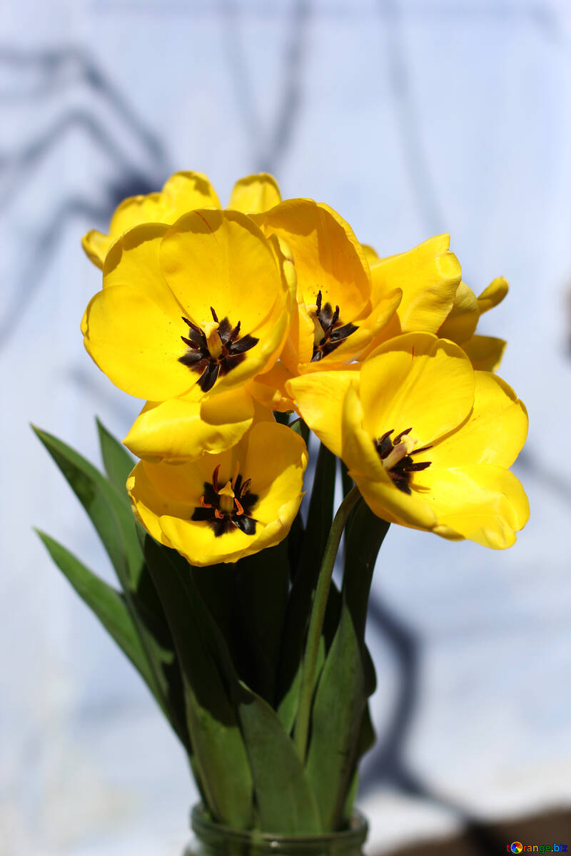Buquê de flores da Primavera amarelo №27454