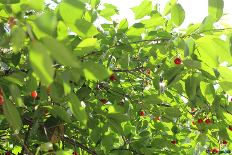 Giardino dei ciliegi in estate №27157