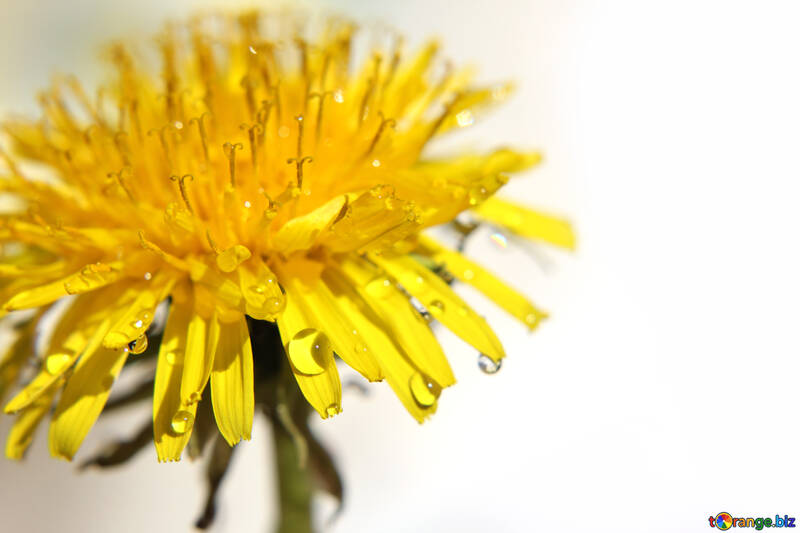 Dandelion on white background №27091