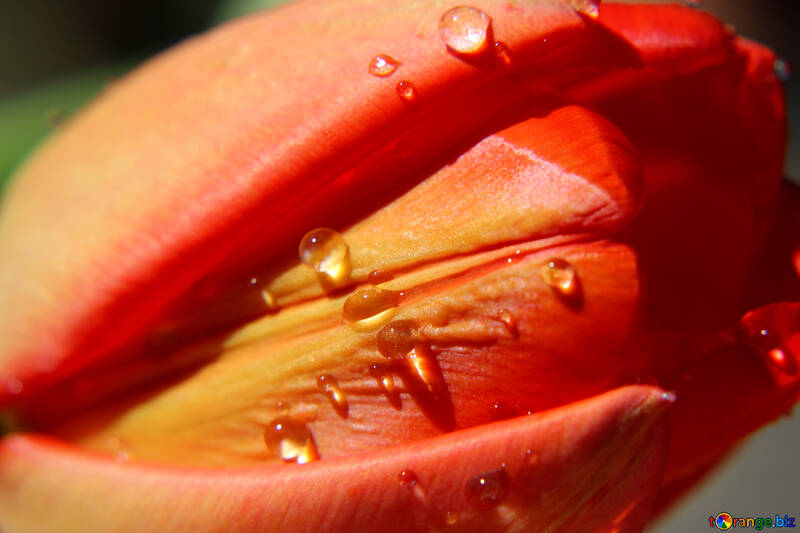 Rugiada su tulipano rosso №27116
