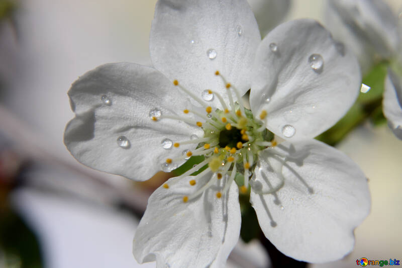 White flower with dew drops №27076