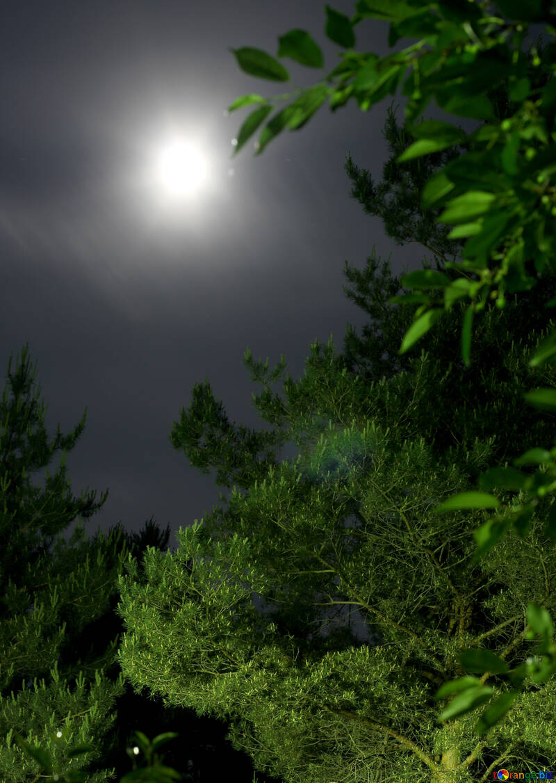 Moon in the woods №27208