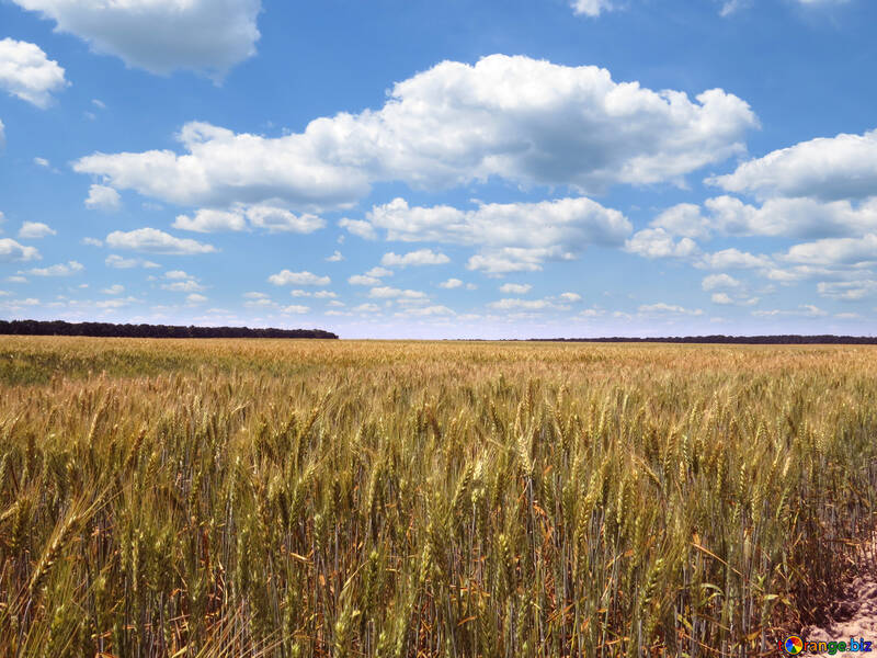 Wheat field №27268