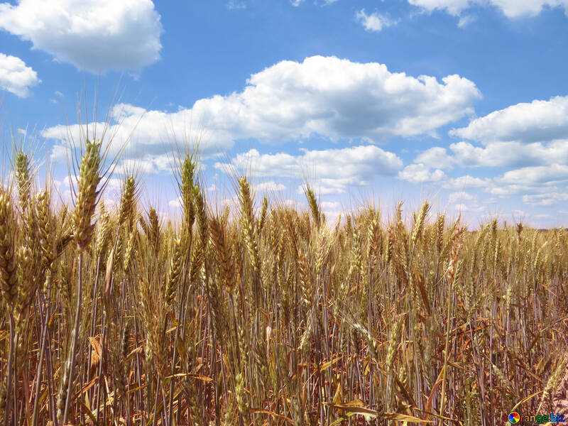 Wheat field №27269