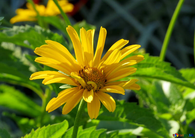Flor amarela como daisy №27049