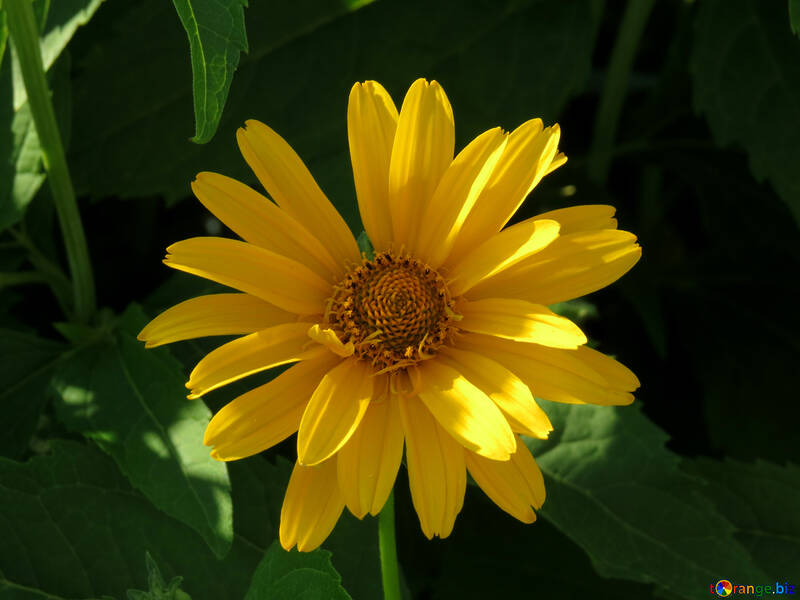 Flor amarilla como Margarita №27051