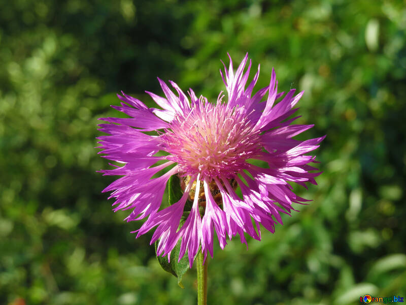 Fiore di Centaurea №27057