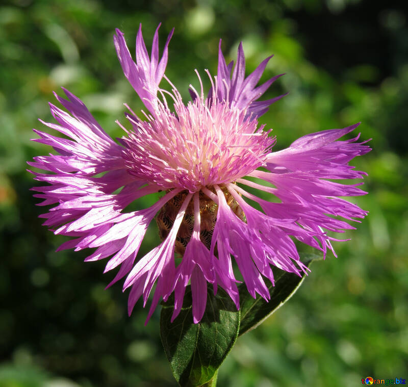 Spiny Blume №27060