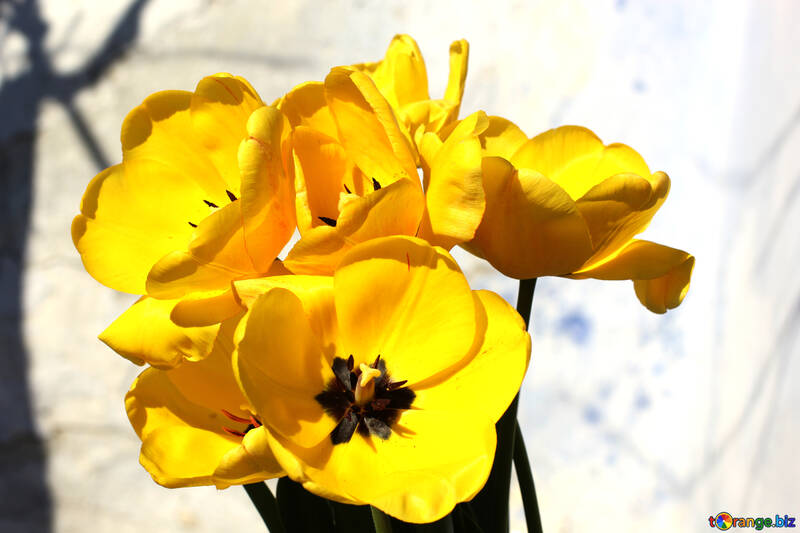 Flores amarillas №27458