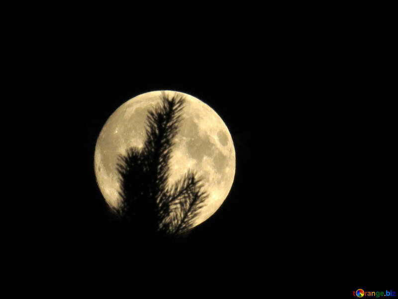 Pleine lune dans la forêt №27202