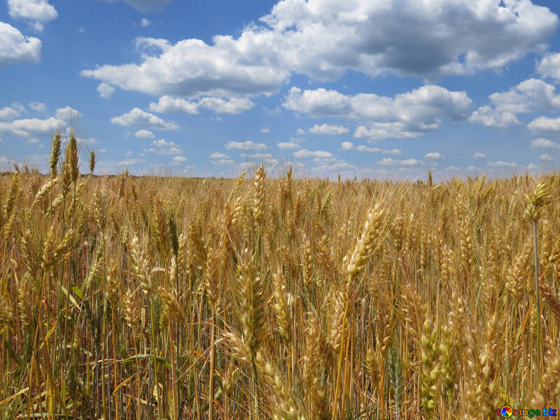 穀物の収穫 №27247