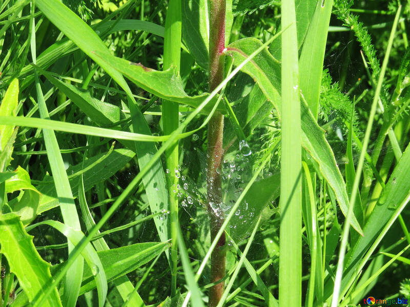 Cobweb in the grass with drops №27039