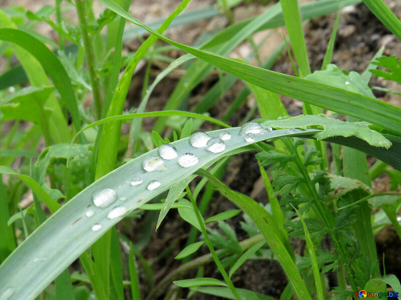 Drops of dew on the grass №27488