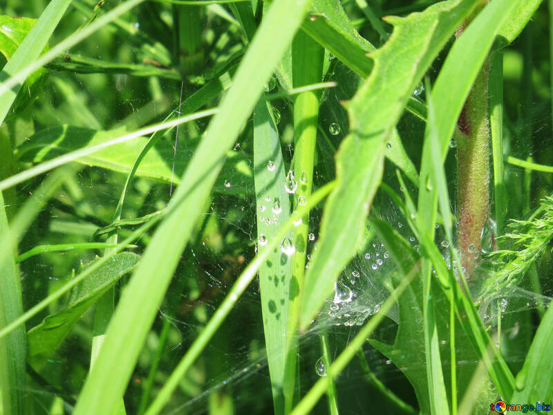 Drops in the web №27040