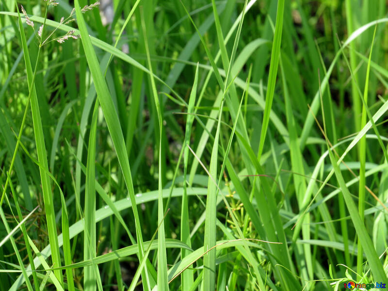 Green grass №27041