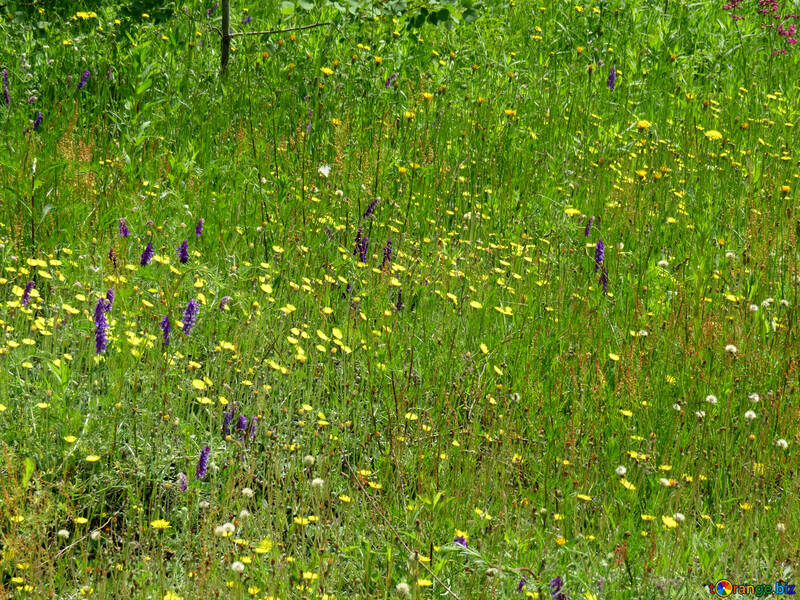 Flores en la hierba №27036