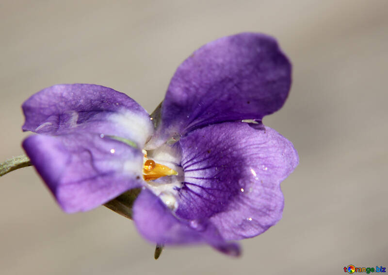 Fleur indéfinissable №27089